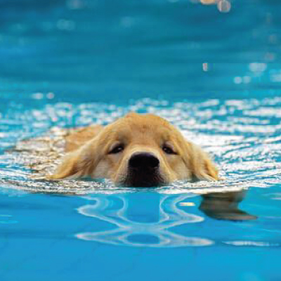 cani-in-piscina